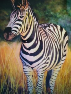 Zebra